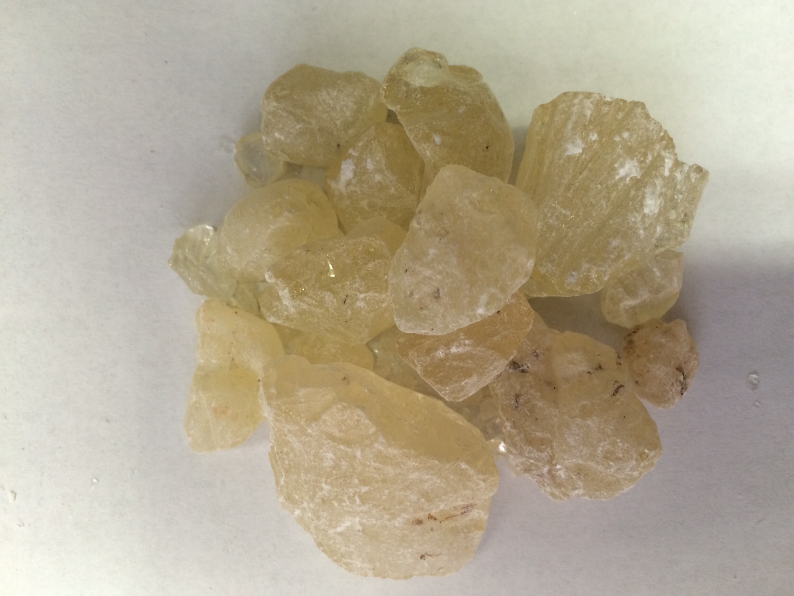 Goma Dammar (o Damar)